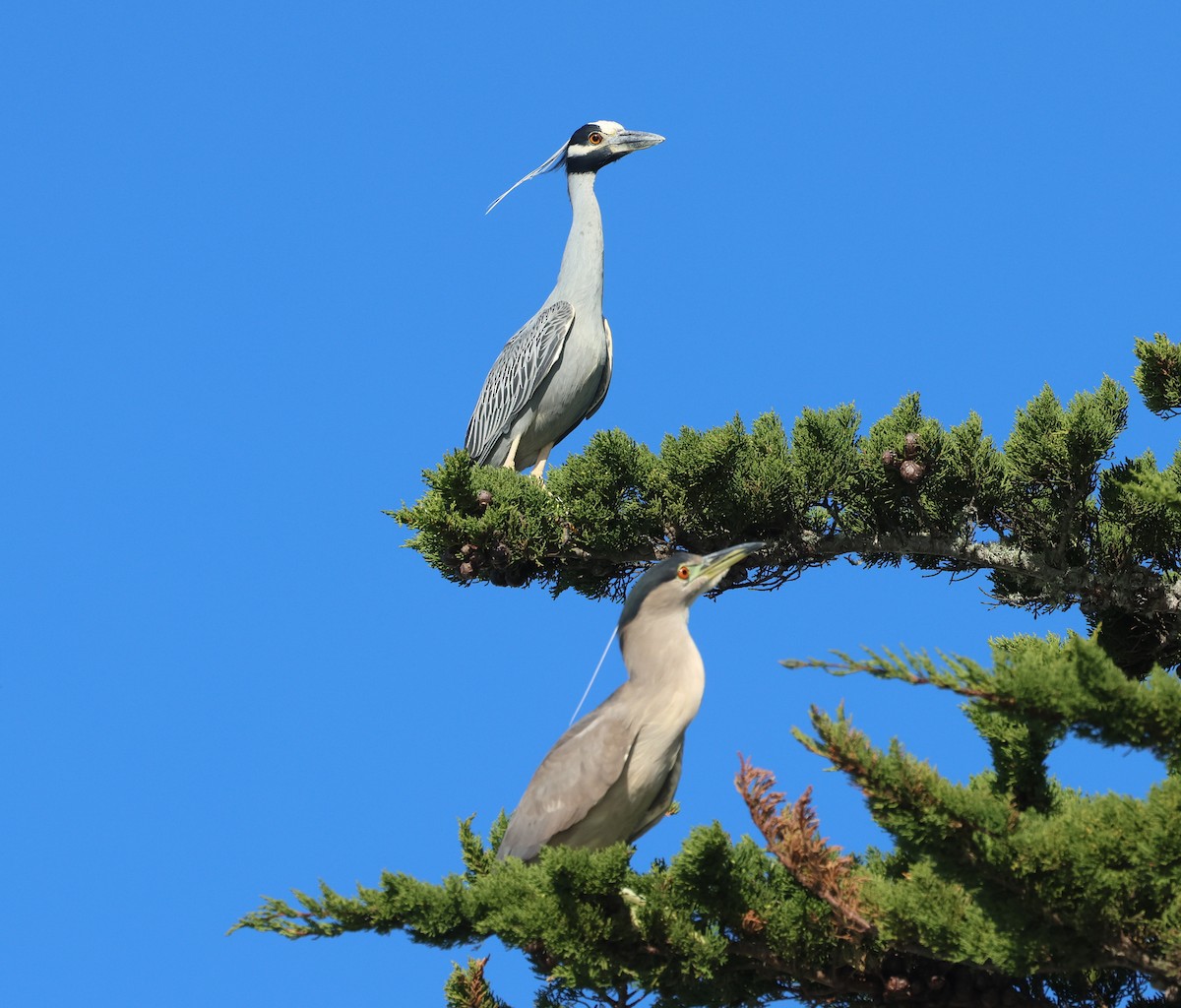 Yellow-crowned Night Heron - ML650338967