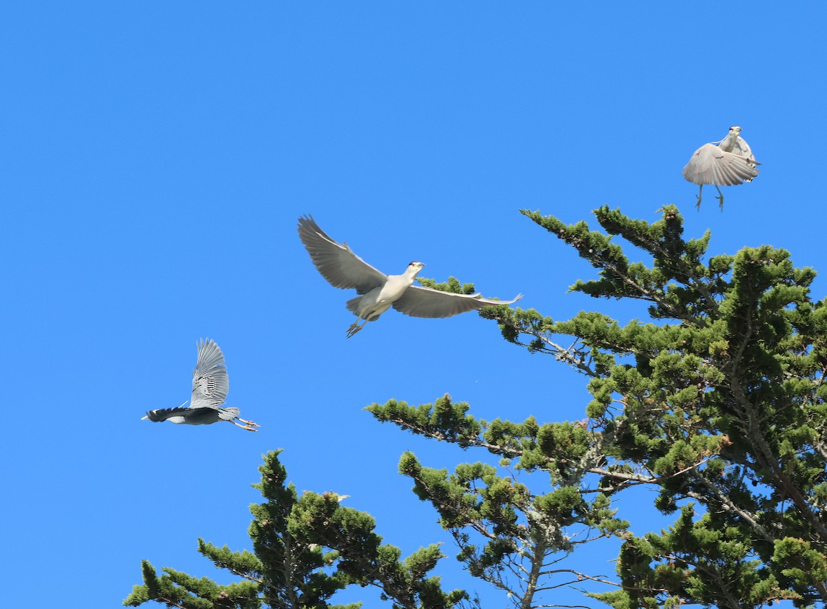Yellow-crowned Night Heron - ML650339034