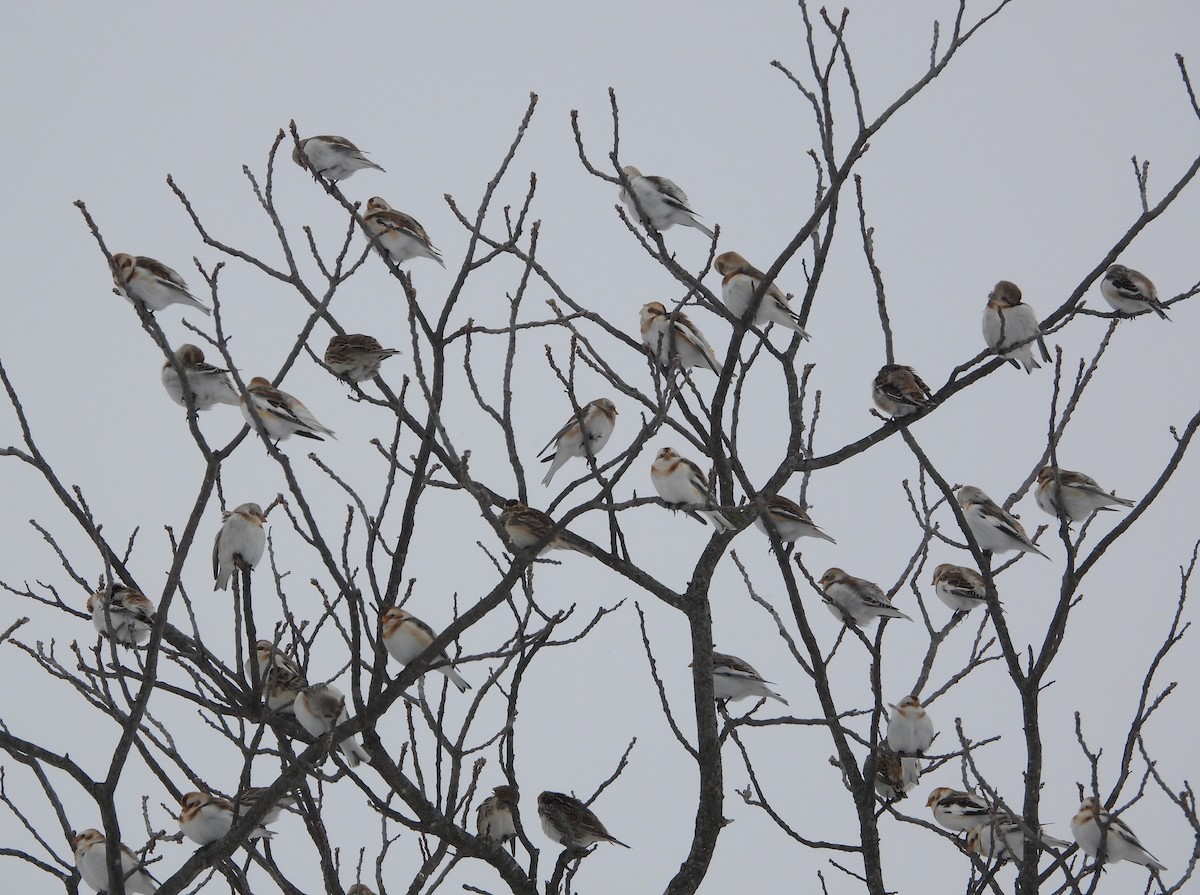 Snow Bunting - ML650339037