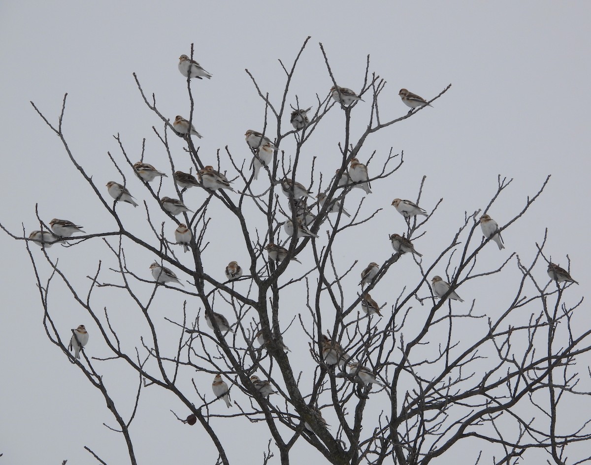 Snow Bunting - ML650339069