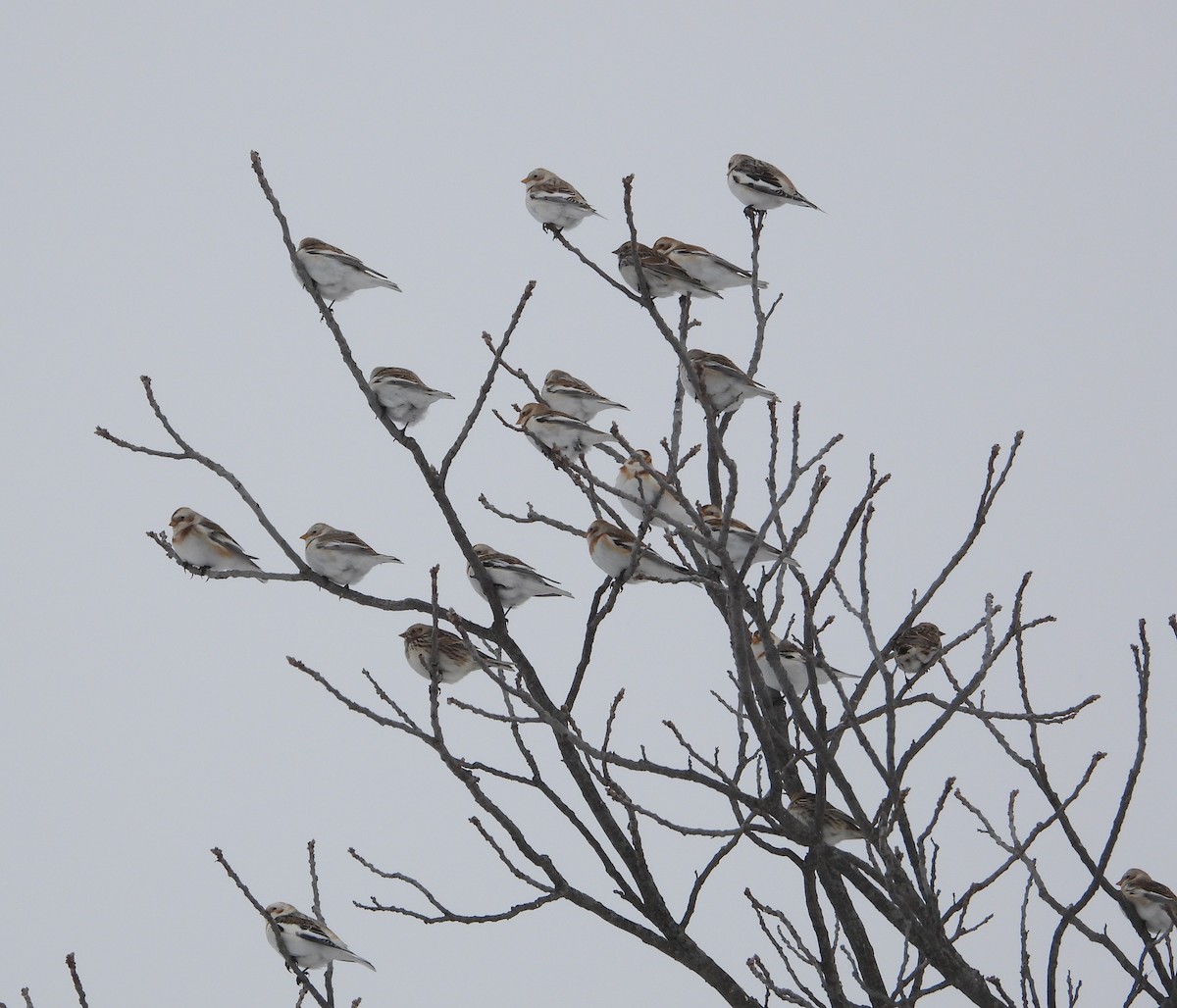 Snow Bunting - ML650339083