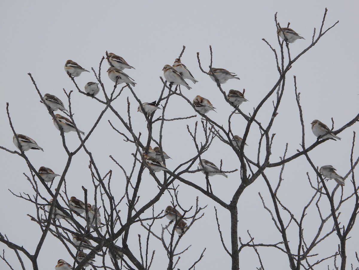 Snow Bunting - ML650339097