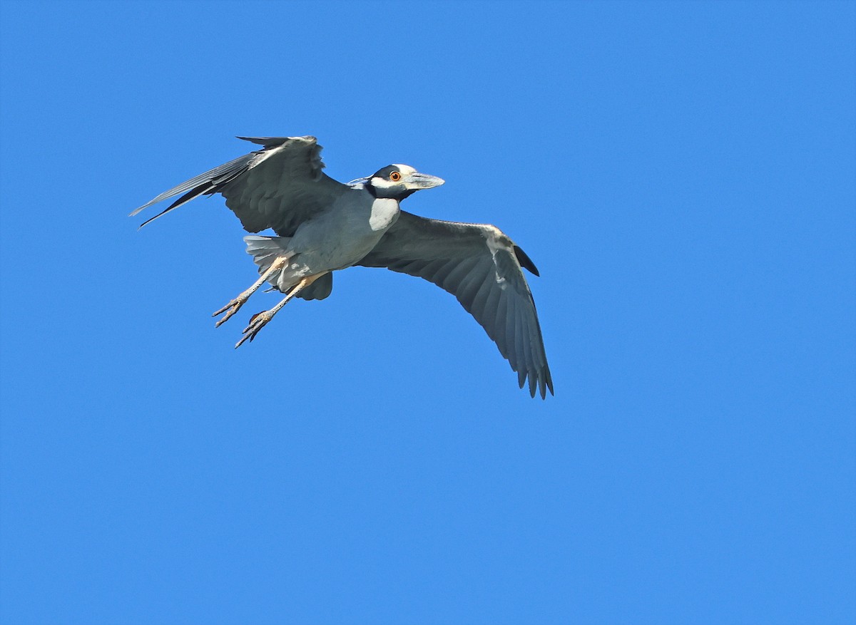 Yellow-crowned Night Heron - ML650339145