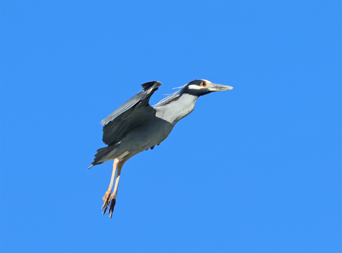 Yellow-crowned Night Heron - ML650339197