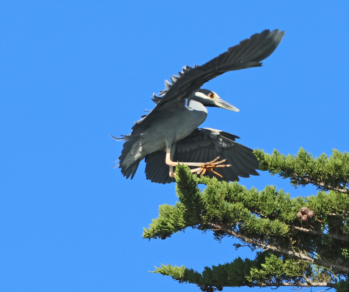 Yellow-crowned Night Heron - ML650339231