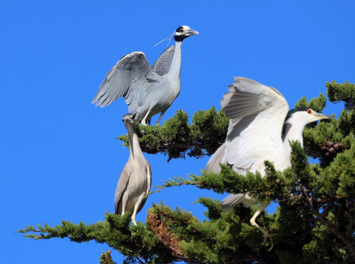Yellow-crowned Night Heron - ML650339243