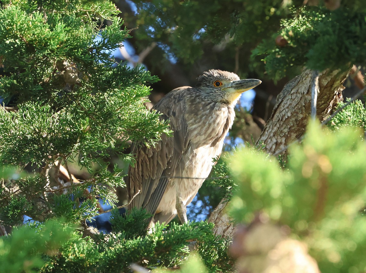 Yellow-crowned Night Heron - ML650339299