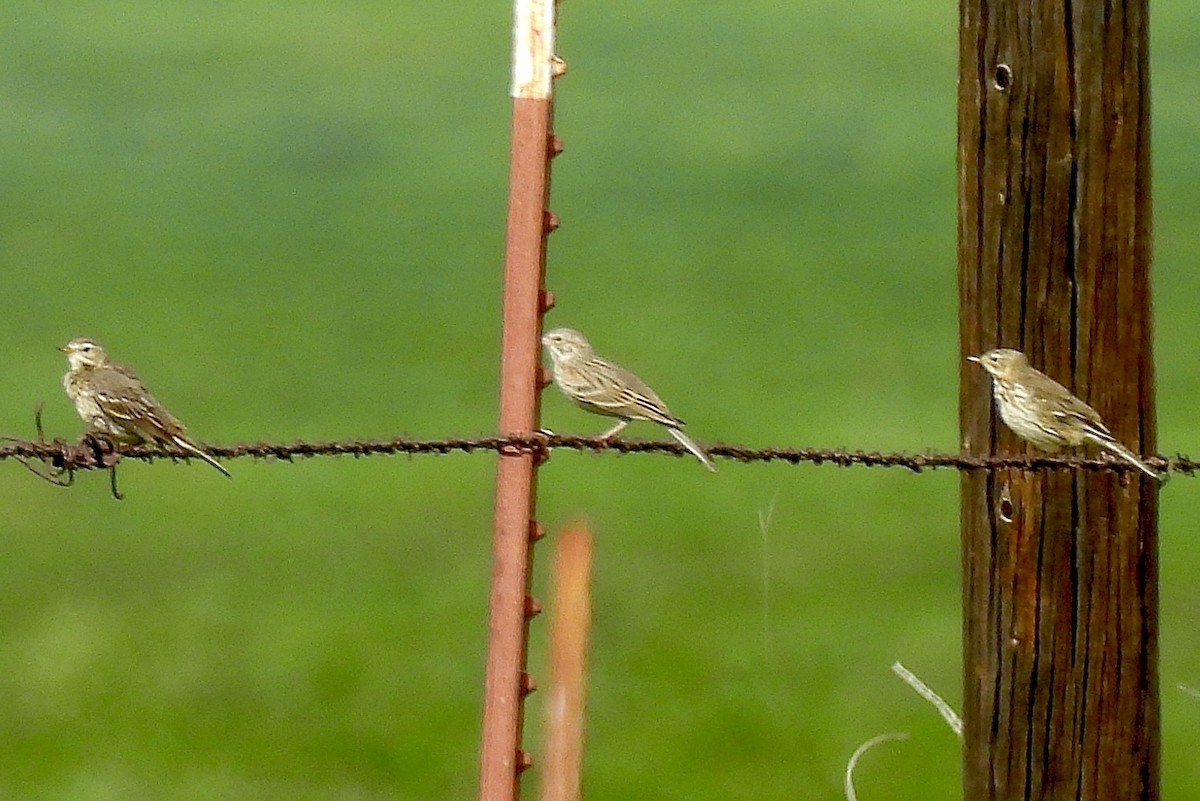 Пасовник польовий - ML650339317