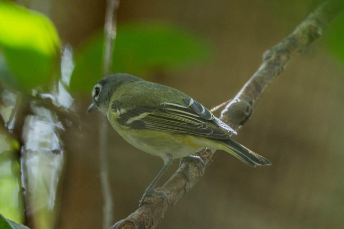 Blue-headed Vireo - ML650339520