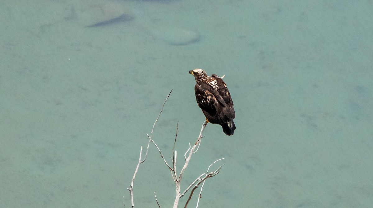 Белоголовый орлан - ML650339750