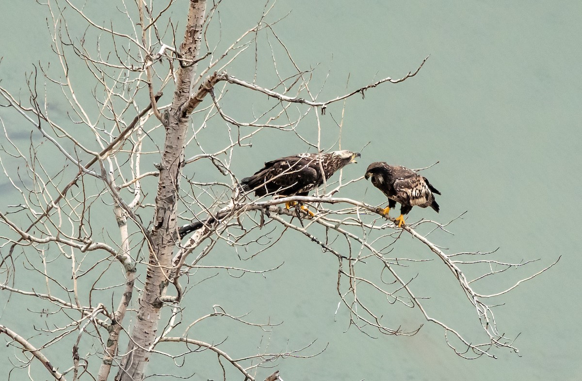 Белоголовый орлан - ML650339751