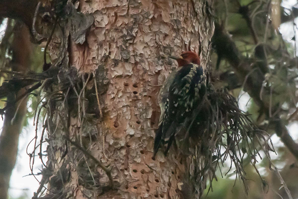 Красногрудый дятел-сокоед - ML650339763