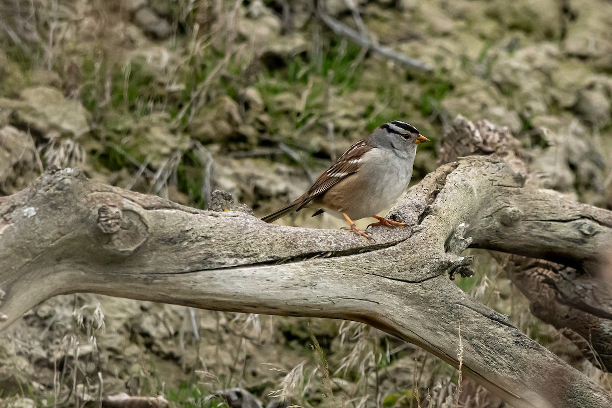 Белобровая овсянка - ML650339790