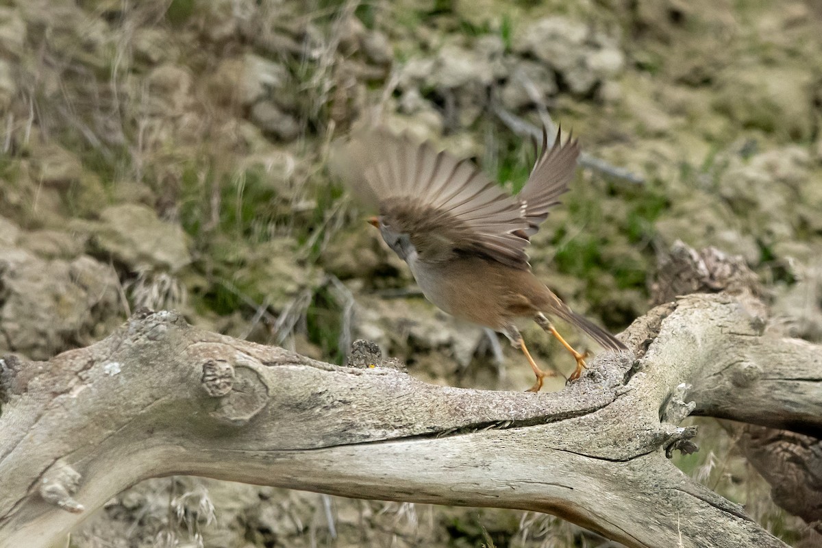 Белобровая овсянка - ML650339791