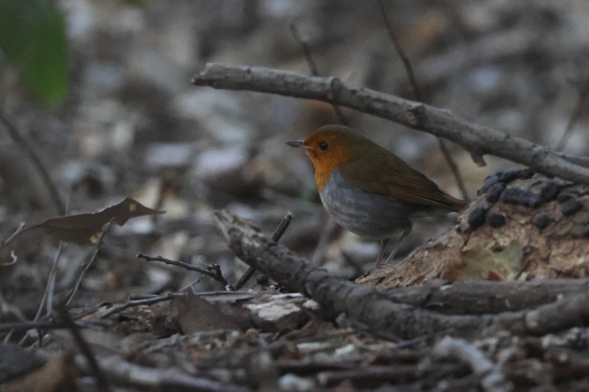 Соловейко ізуйський - ML650340176