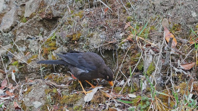 Rußdrossel - ML650340660