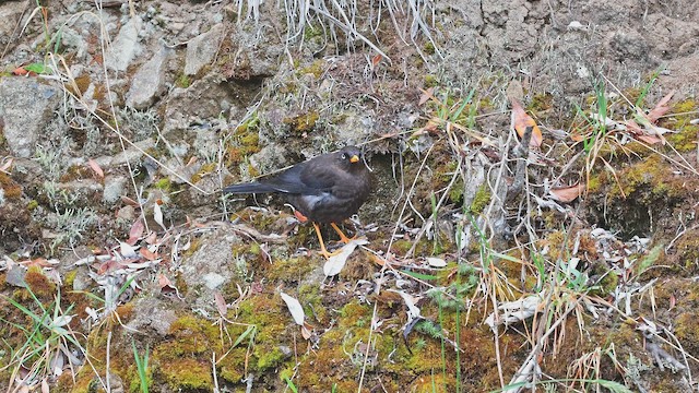 Rußdrossel - ML650340663