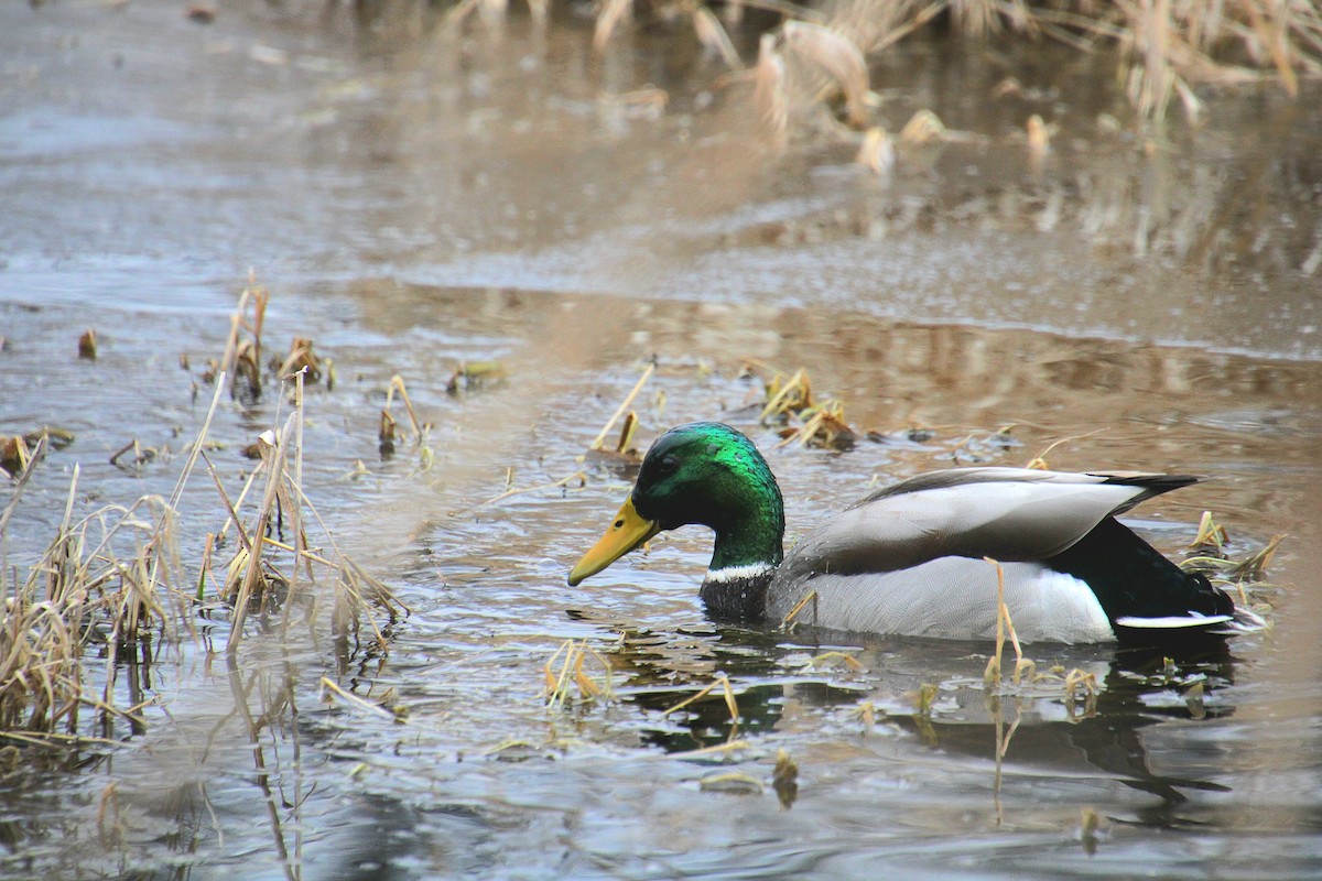 Mallard - ML650340749