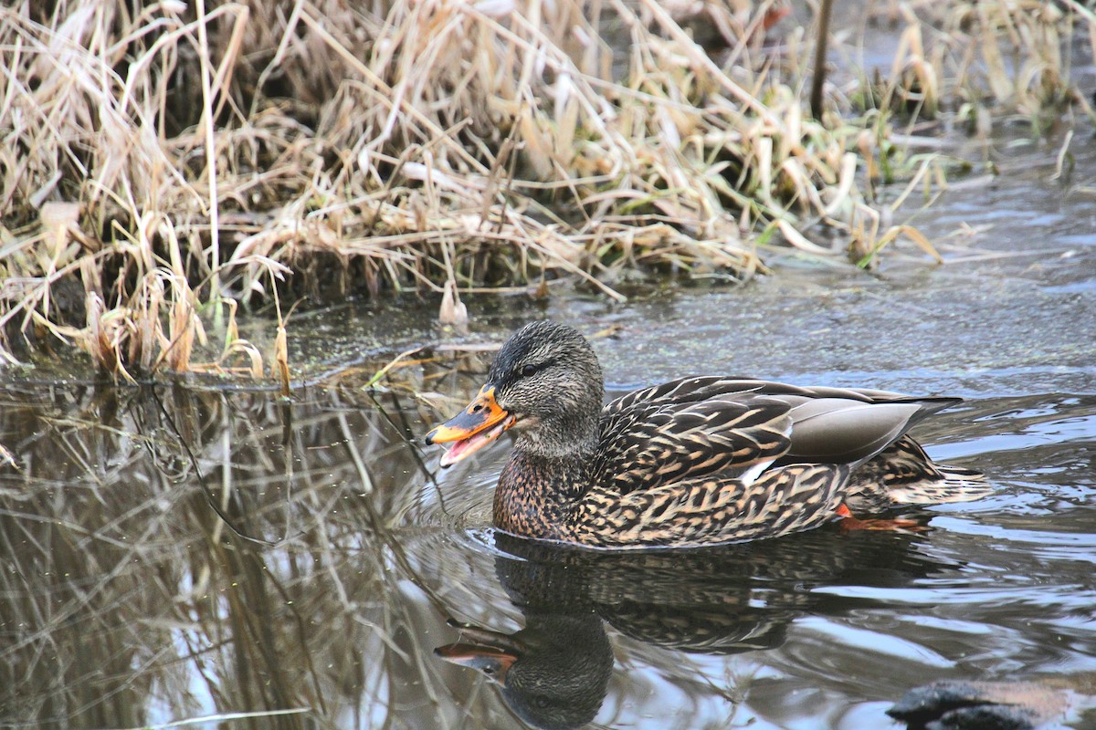 Mallard - ML650340750