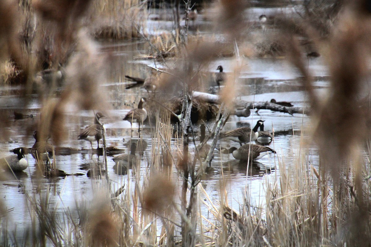 Canada Goose - ML650340751