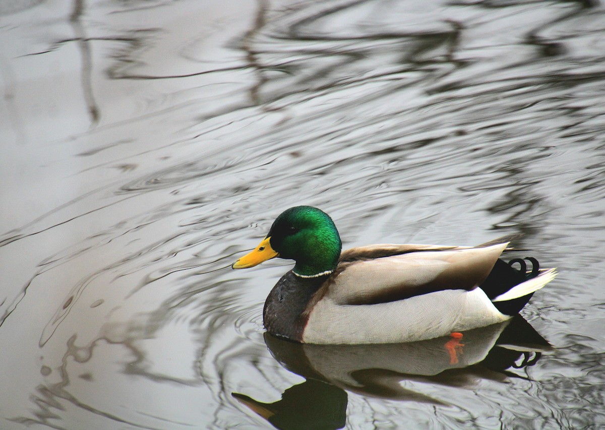 Mallard - ML650340752