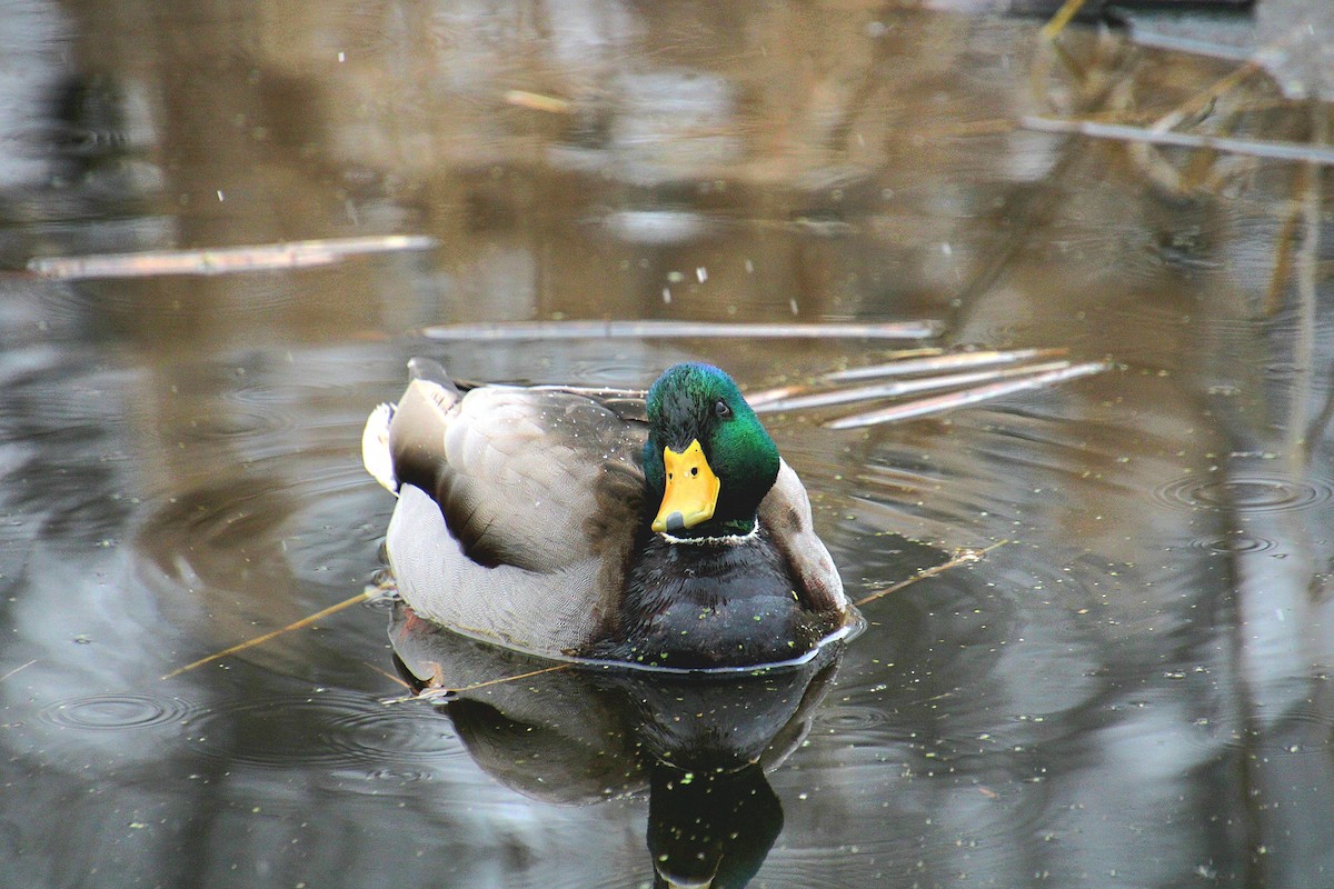 Mallard - ML650340753