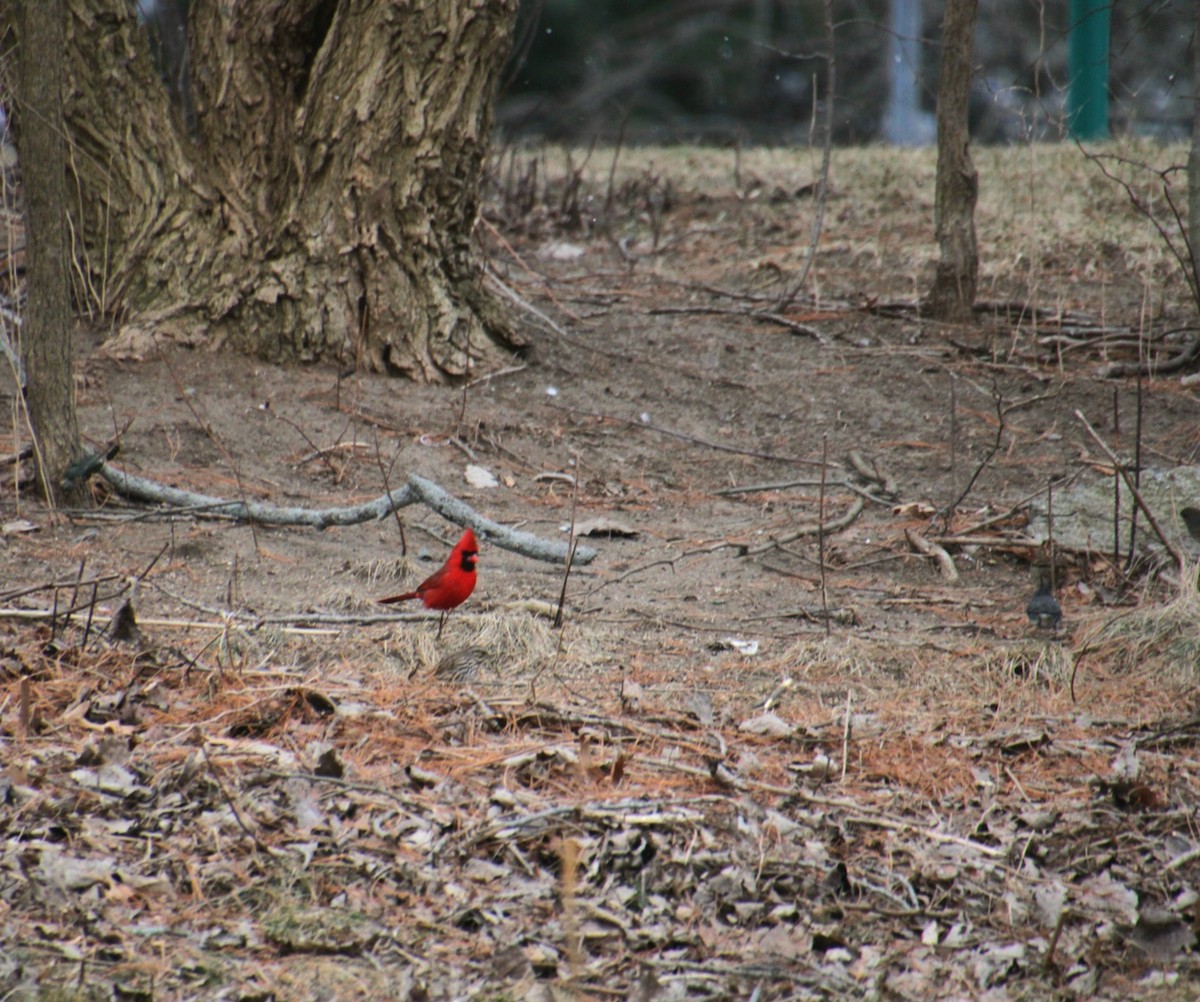 Northern Cardinal - ML650340764