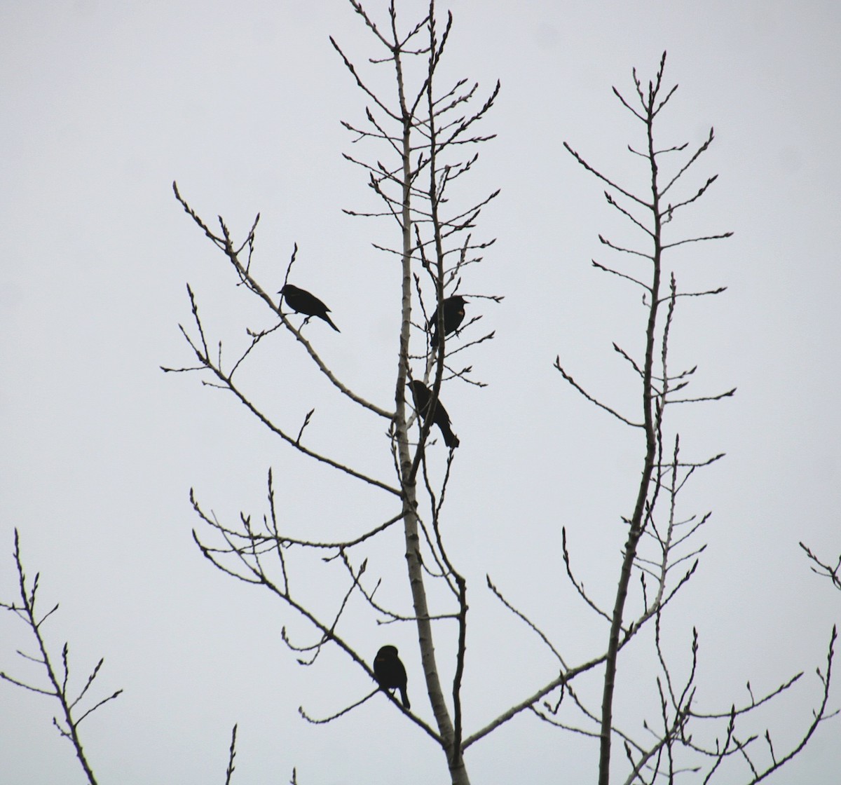Red-winged Blackbird (Red-winged) - ML650340787