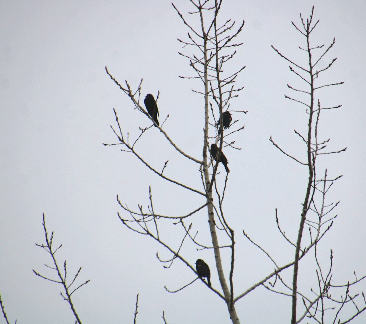 Red-winged Blackbird (Red-winged) - ML650340788
