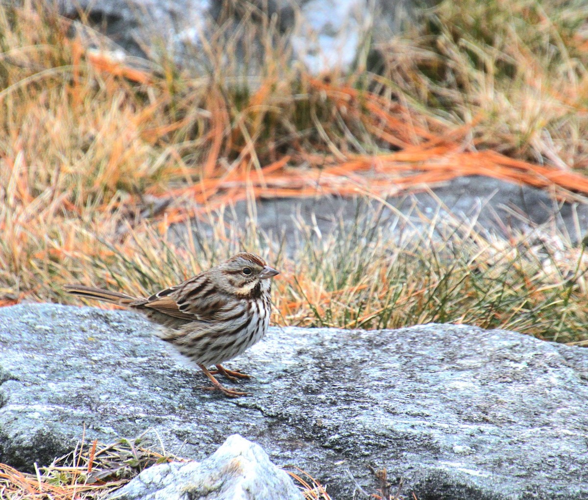 Song Sparrow (melodia/atlantica) - ML650340795