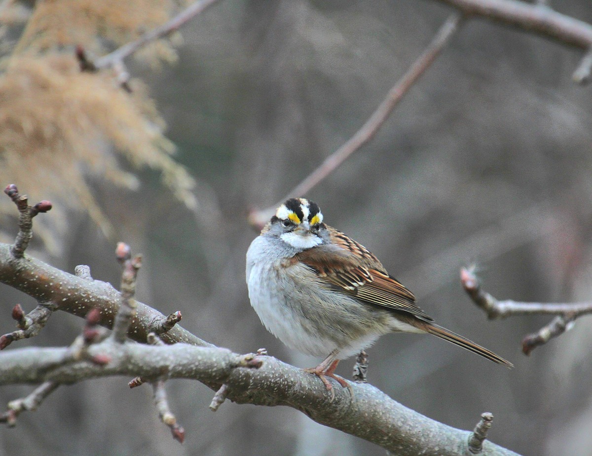 White-throated Sparrow - ML650340801