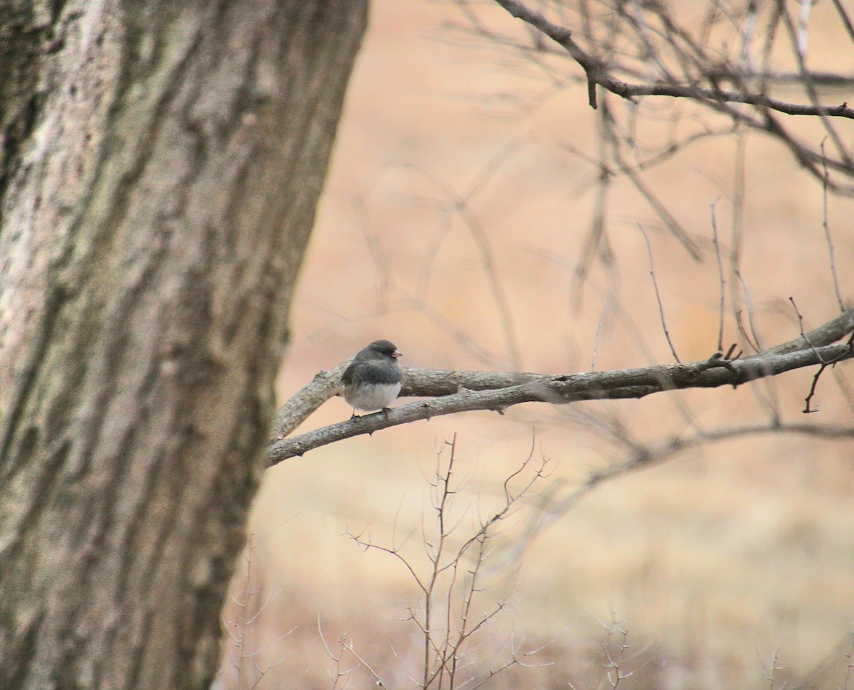 Dark-eyed Junco (Slate-colored) - ML650340818