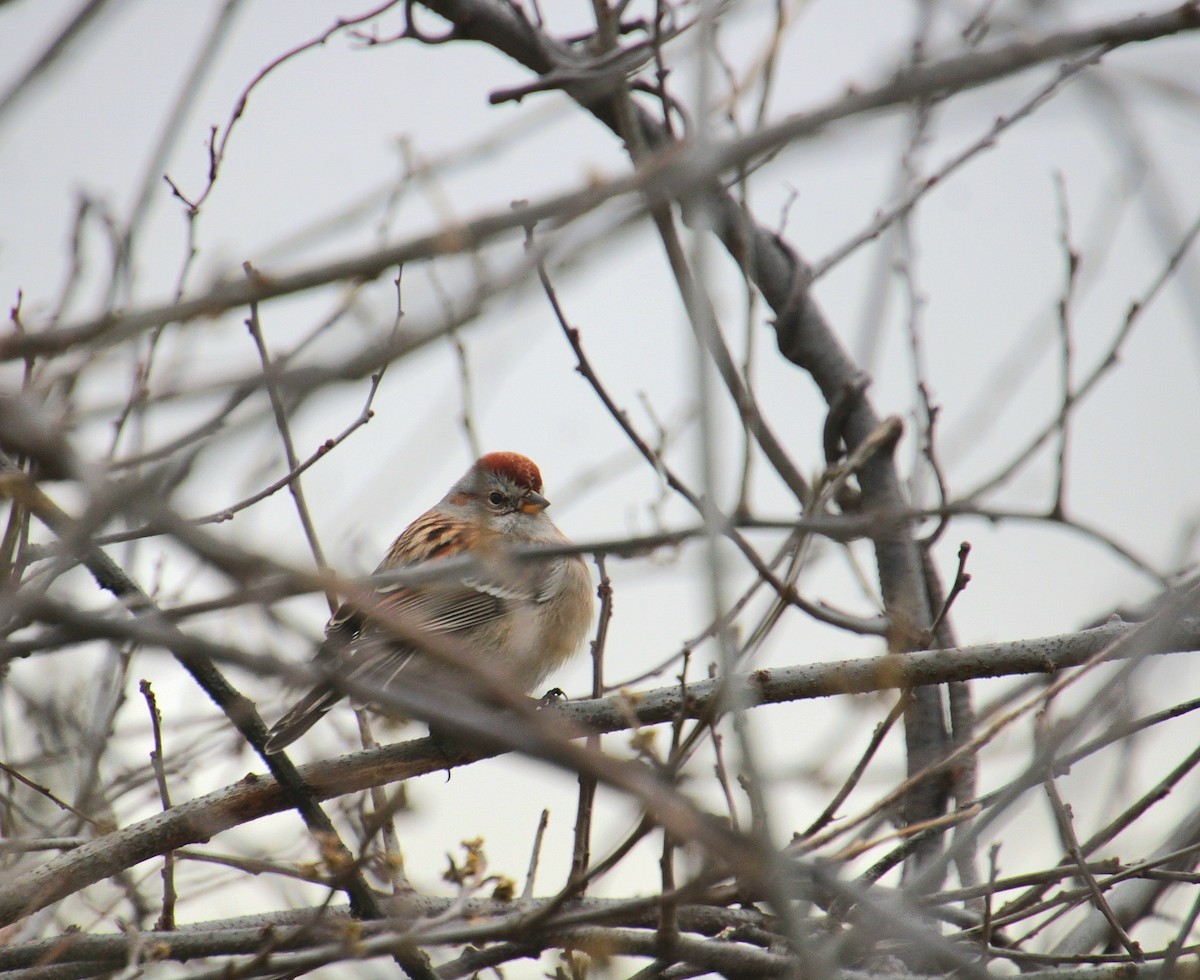 American Tree Sparrow - ML650340828