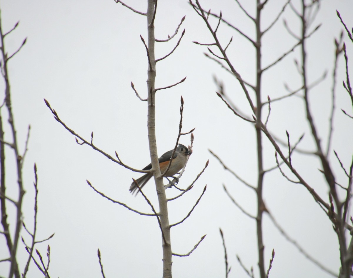 Tufted Titmouse - ML650340864
