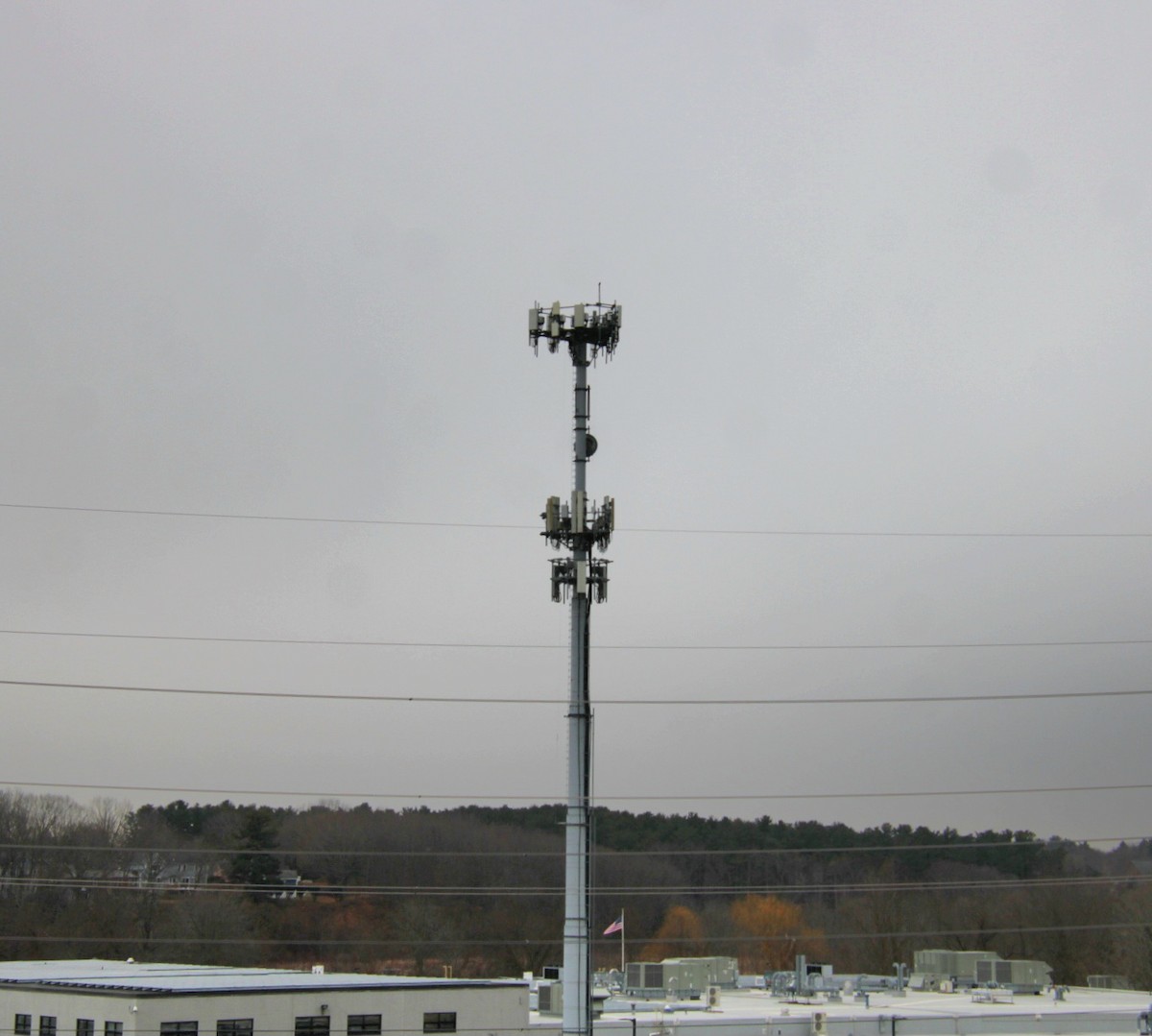 Merlin (Taiga) - ML650340869