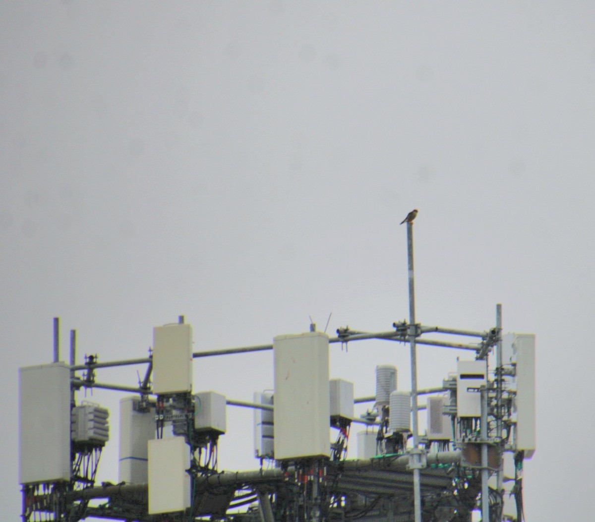 Merlin (Taiga) - ML650340870