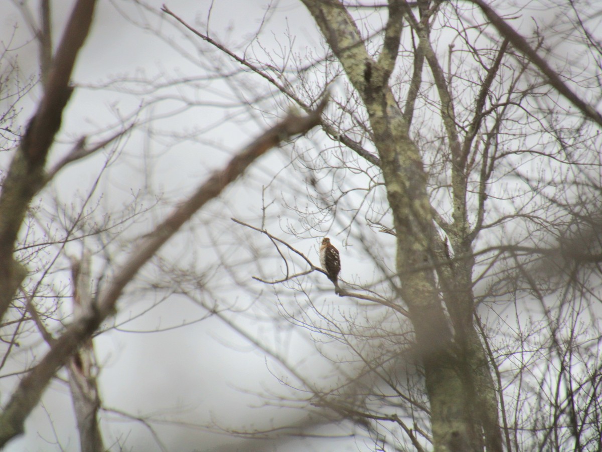 Cooper's Hawk - ML650340896