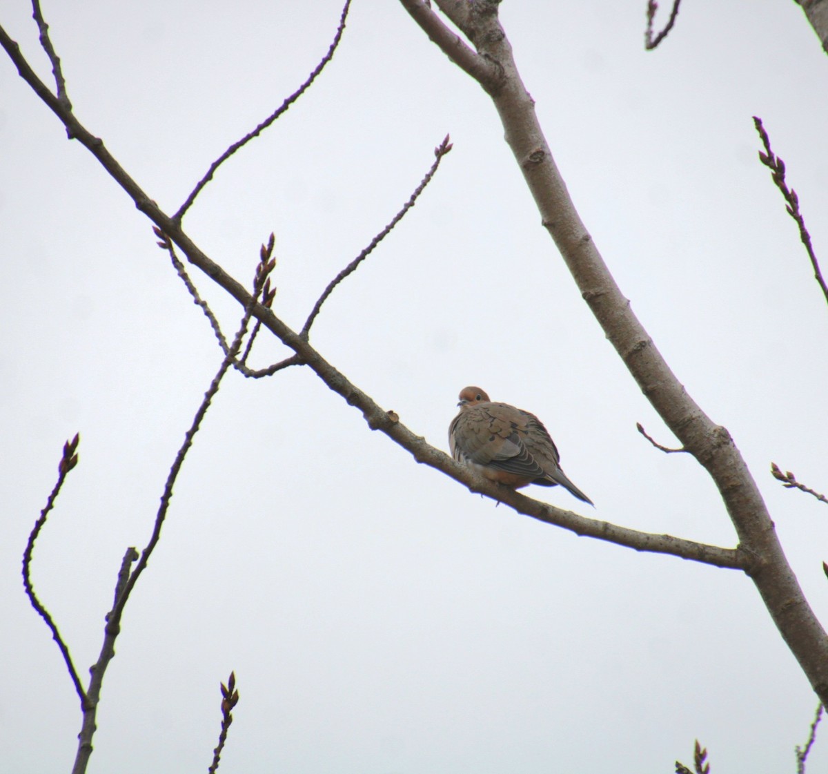 Mourning Dove - ML650340911