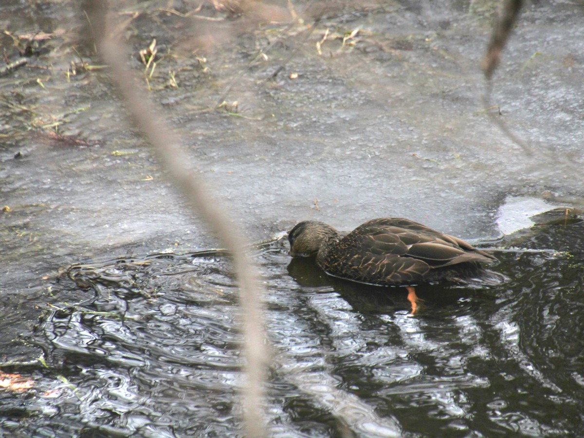 American Black Duck - ML650340937