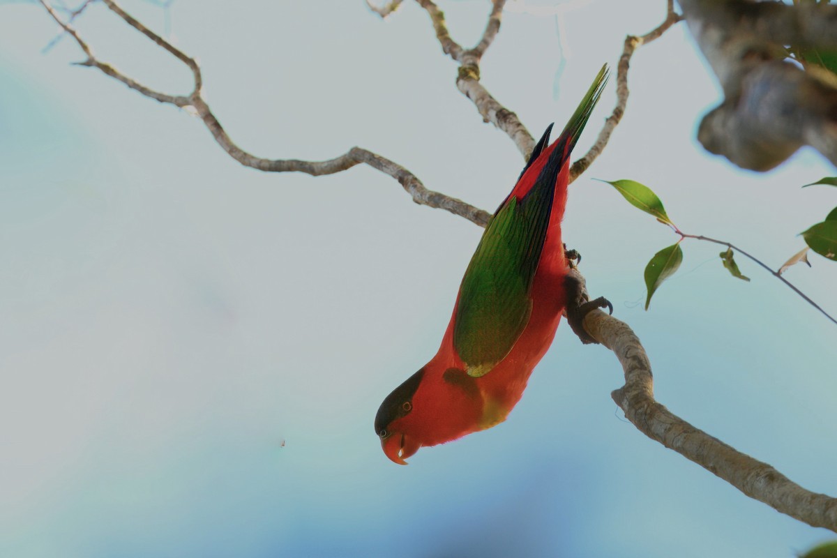 Yellow-bibbed Lory - ML650340957