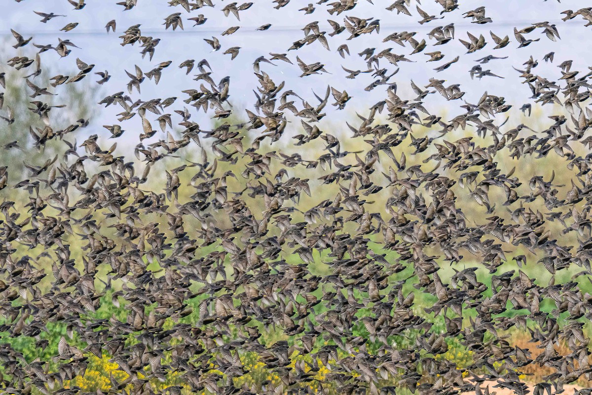 European Starling - ML650341089