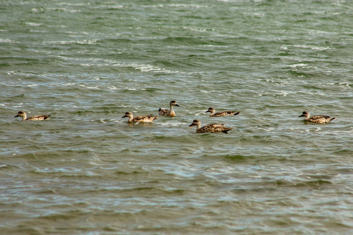 Крижень андський - ML650341228