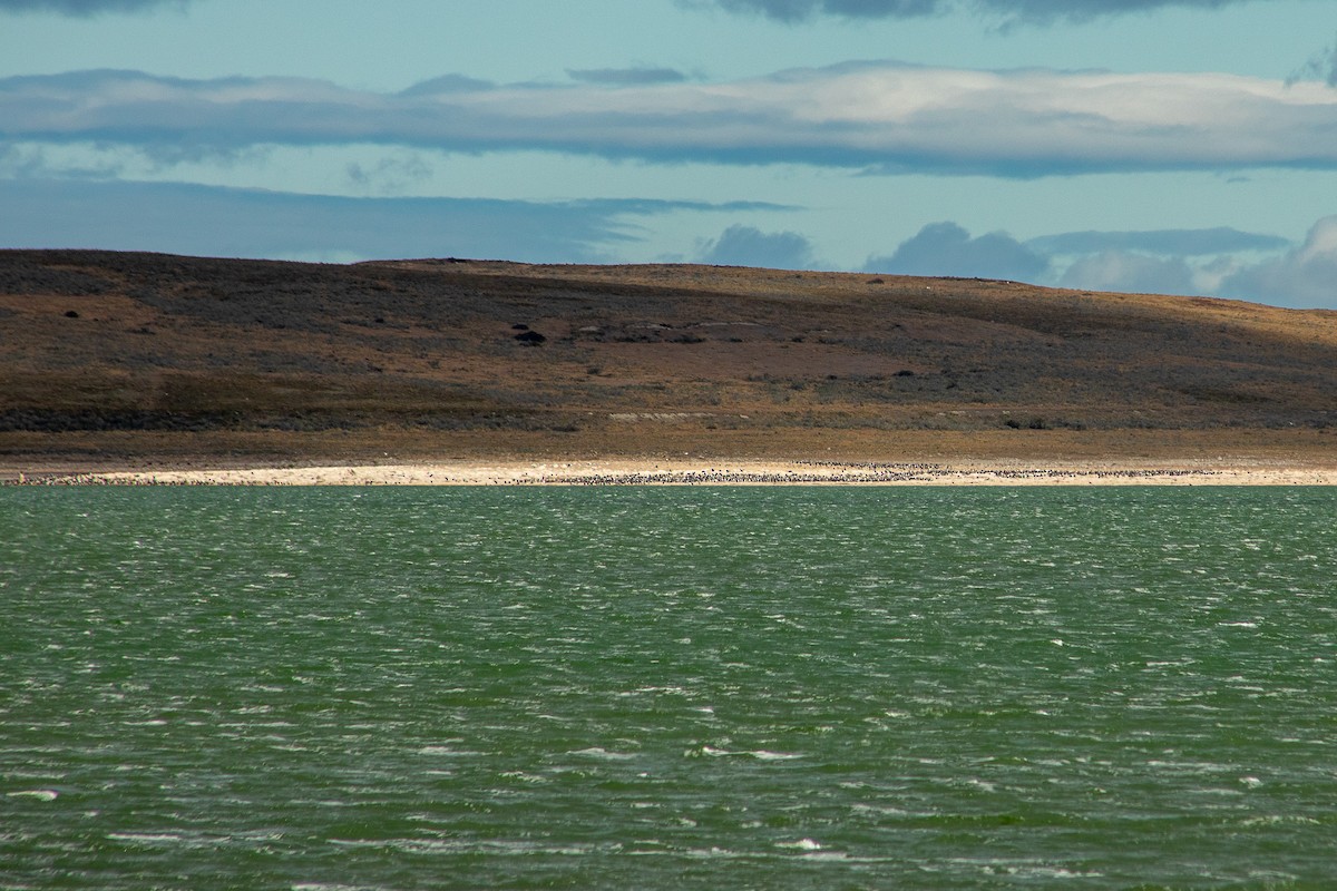 Баклан імператорський - ML650341235