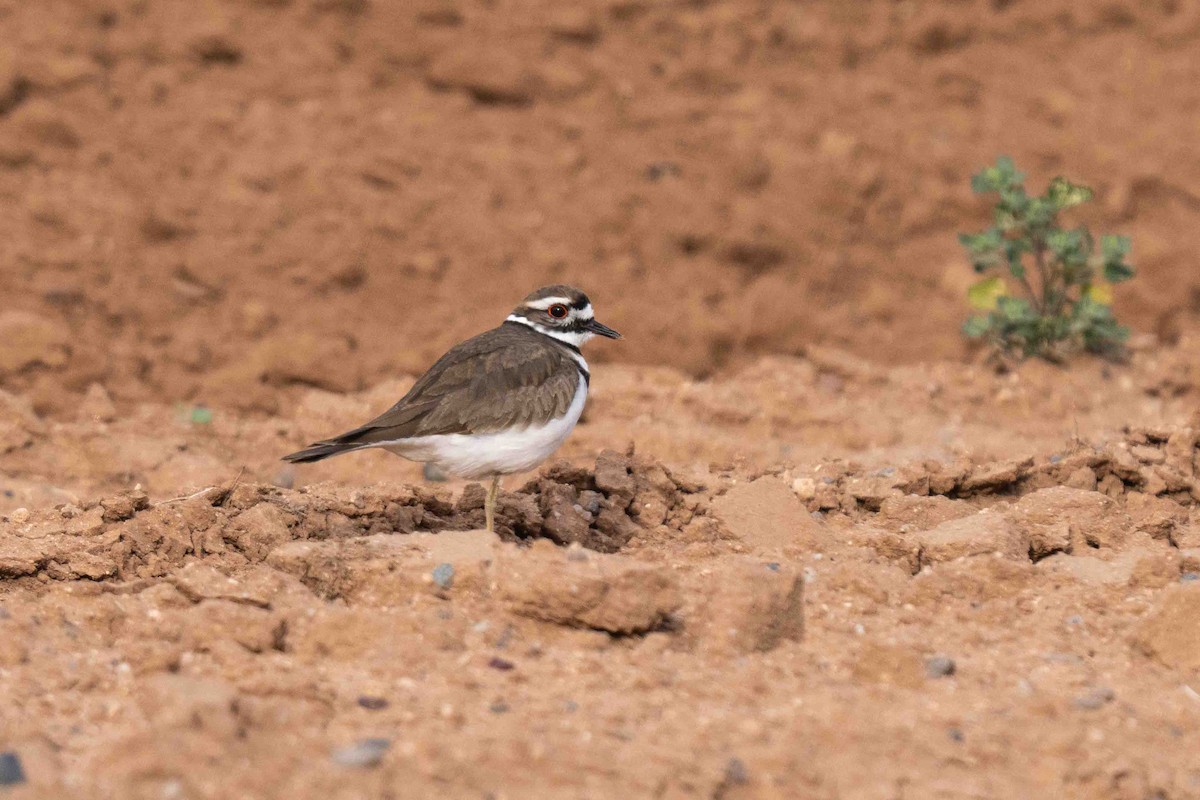 Killdeer - ML650341501