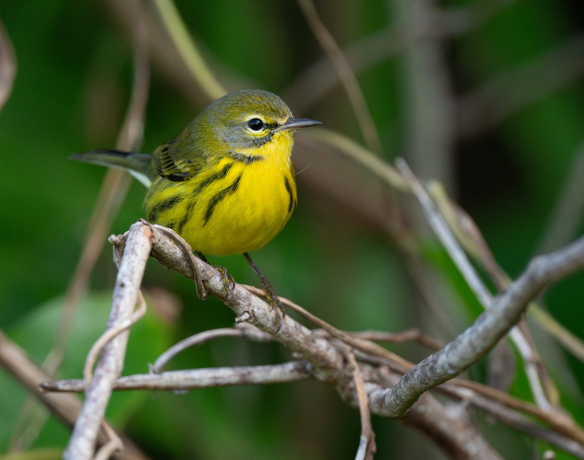 Prairie Warbler - ML650341582