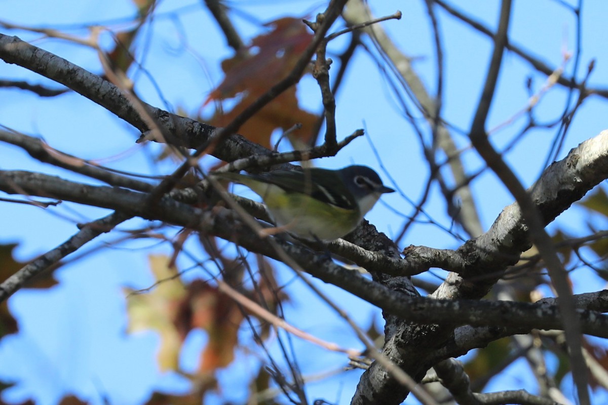 Blue-headed Vireo - ML650341791