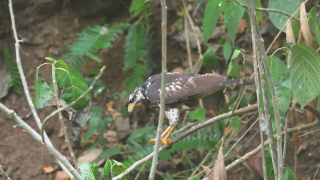 Common Black Hawk - ML650341868