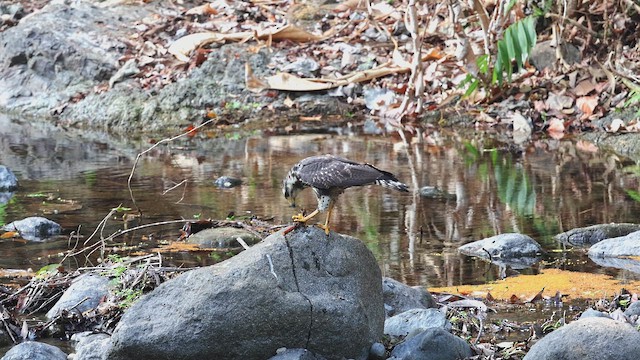Common Black Hawk - ML650341879