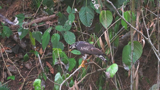 Common Black Hawk - ML650341890