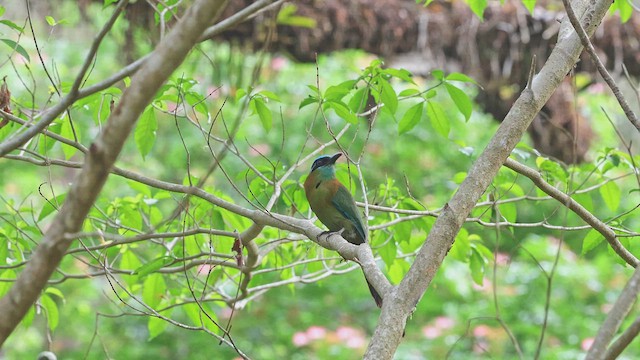 Lesson's Motmot - ML650341897